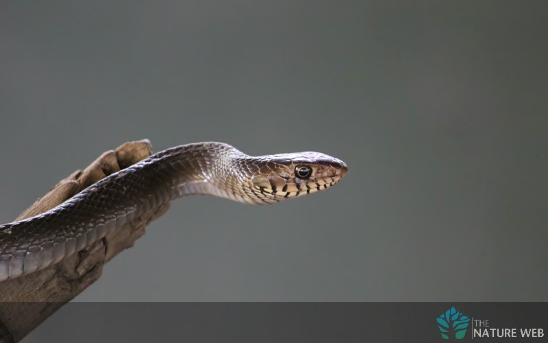 Indian Rat Snake